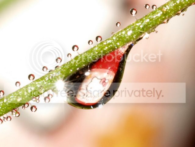 byblis_aquatica_dewdrops7_010912.jpg