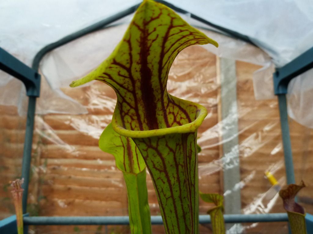 plants10032012054.jpg