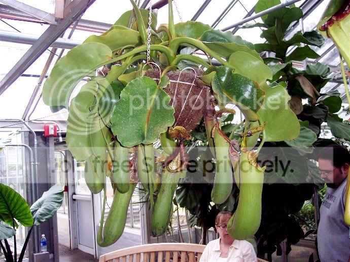 truncata.jpg