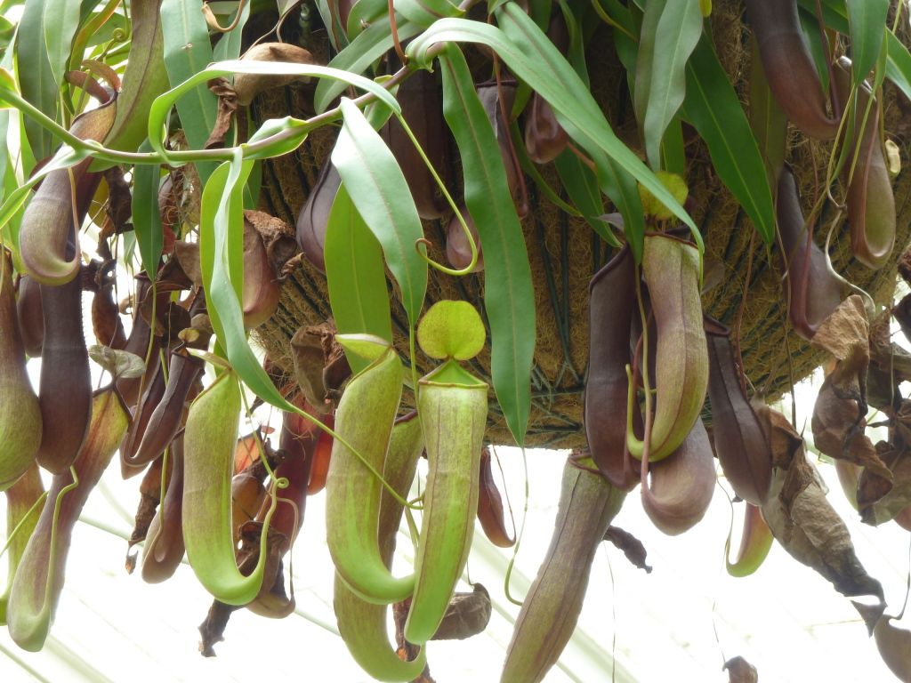kewgardens300812018.jpg