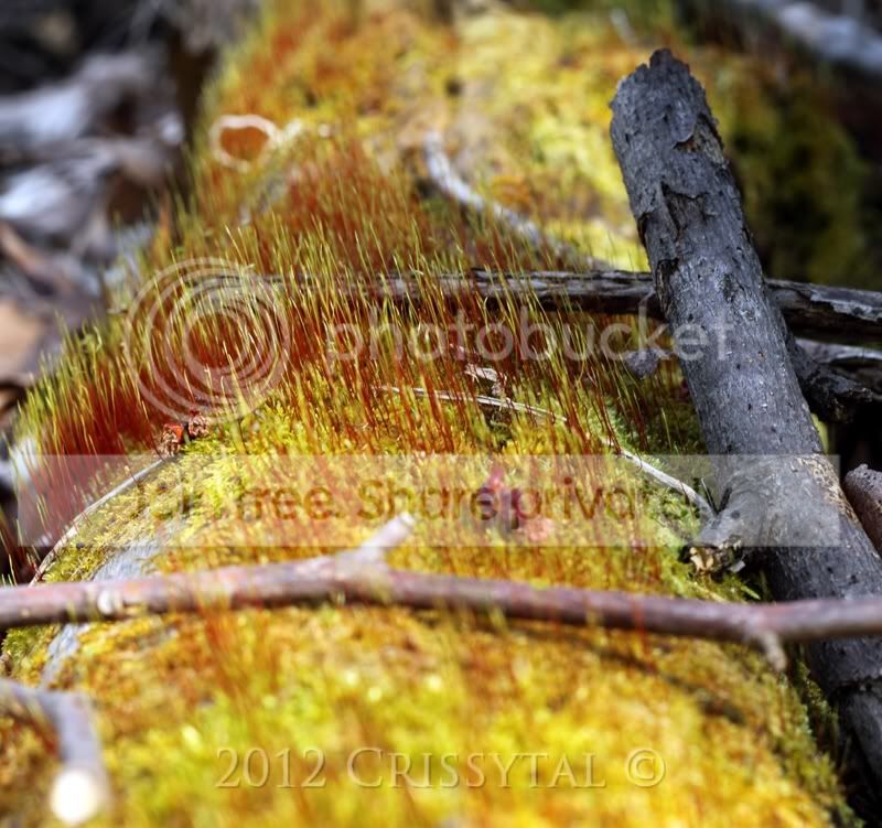 redmossylogyas50f2.jpg