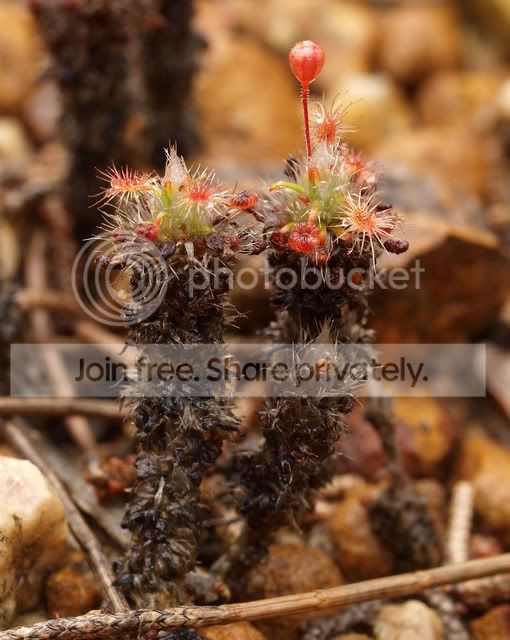 Drosera_gibsonii_towers.jpg
