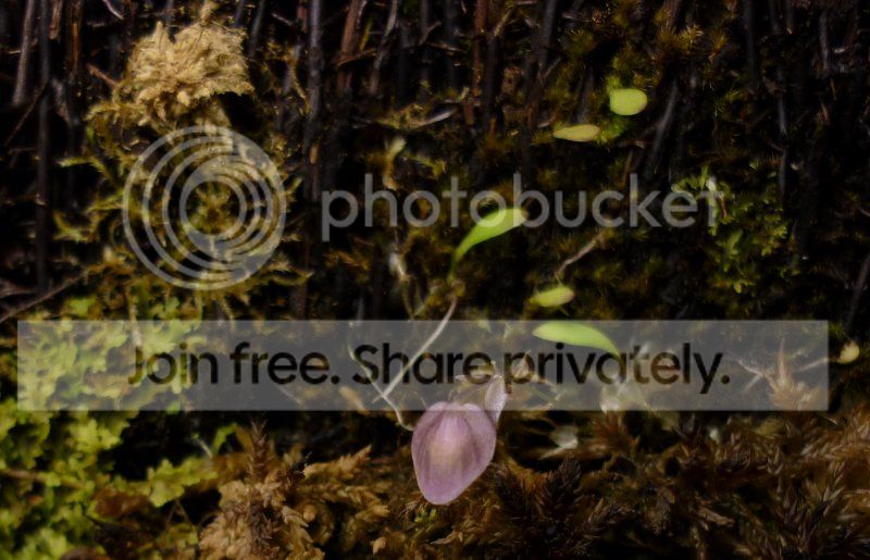 Ujamesonianaflowerbud050712RS.jpg
