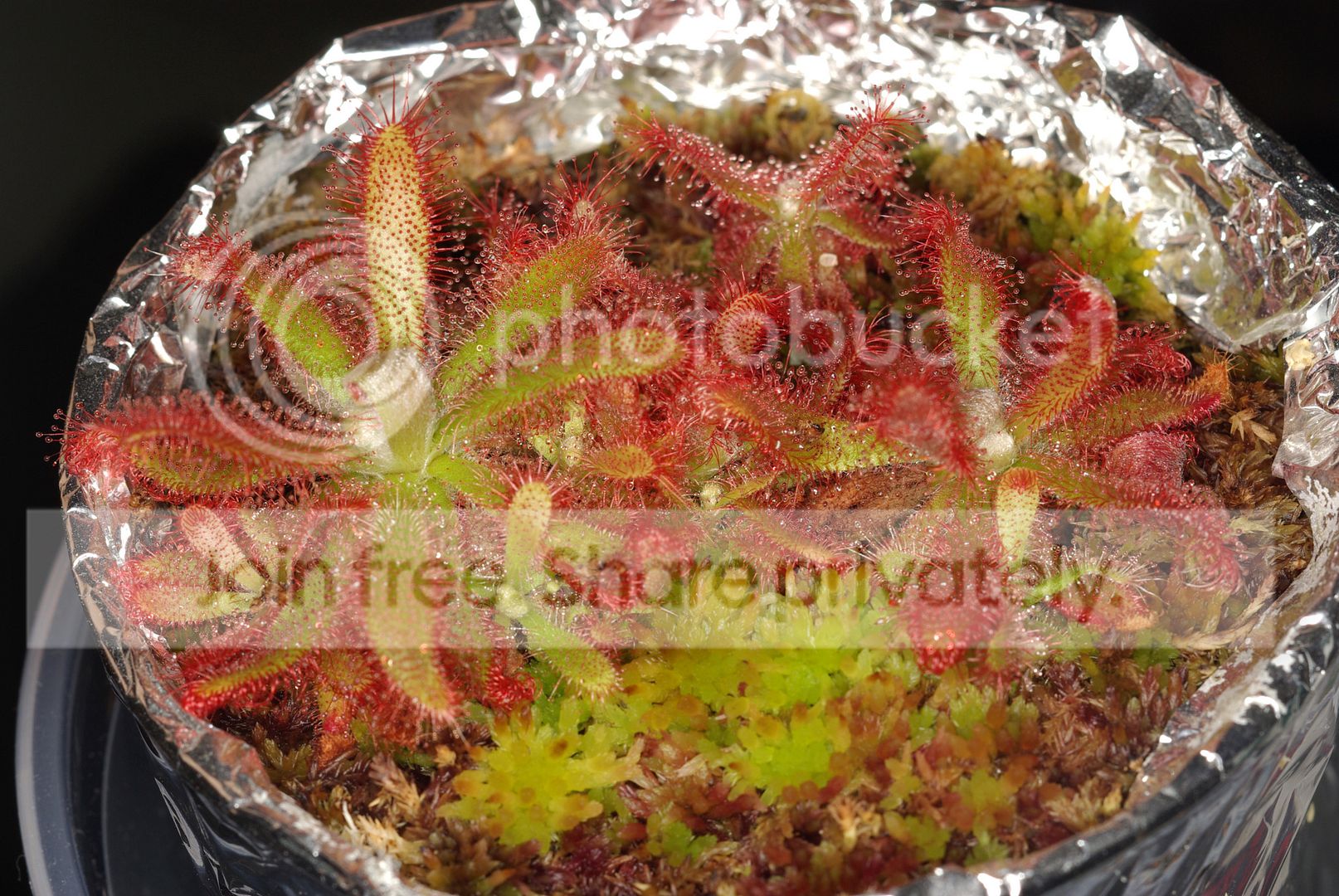 IMGP7249copy.jpg