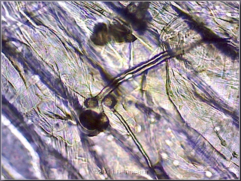 folliculata_pollentubes3_hf.jpg
