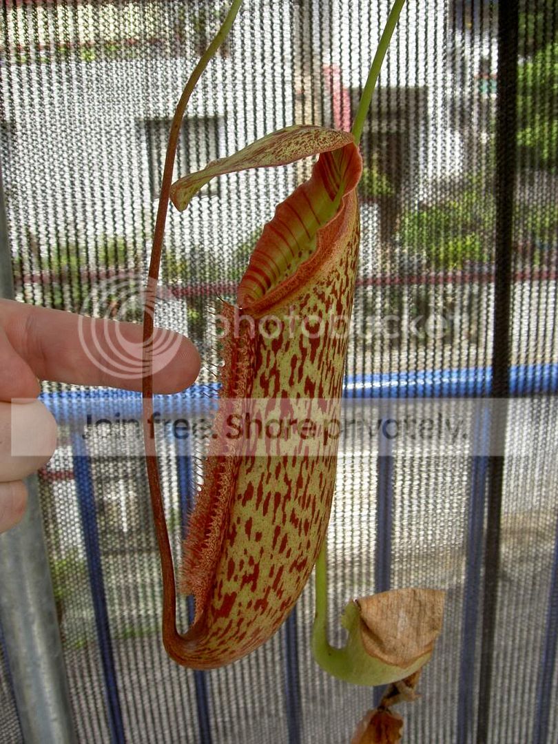 Nepenthesmixtaxmaxima050924.jpg