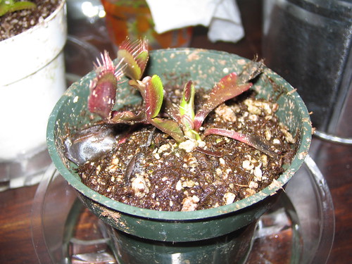 200101646_6ce94c6acc.jpg