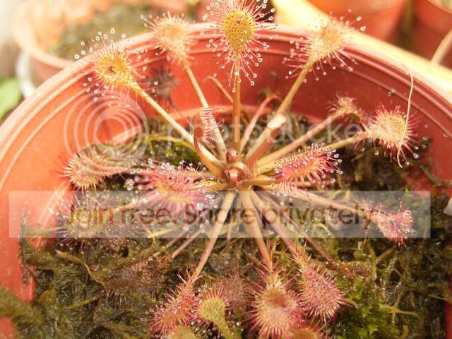 Drosera3a.jpg