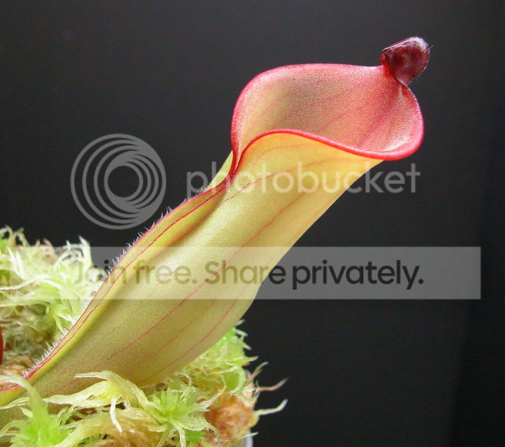 HFOLLICULATA2.jpg