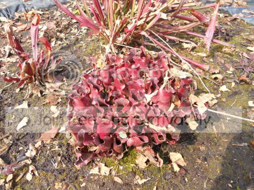 bog2_3-17-12.jpg