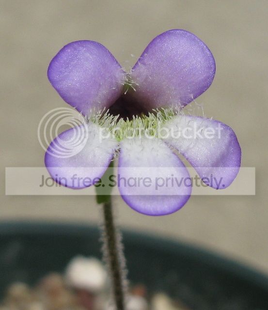 IMG_9296-P-heterophylla-flower-July-22-2012.jpg