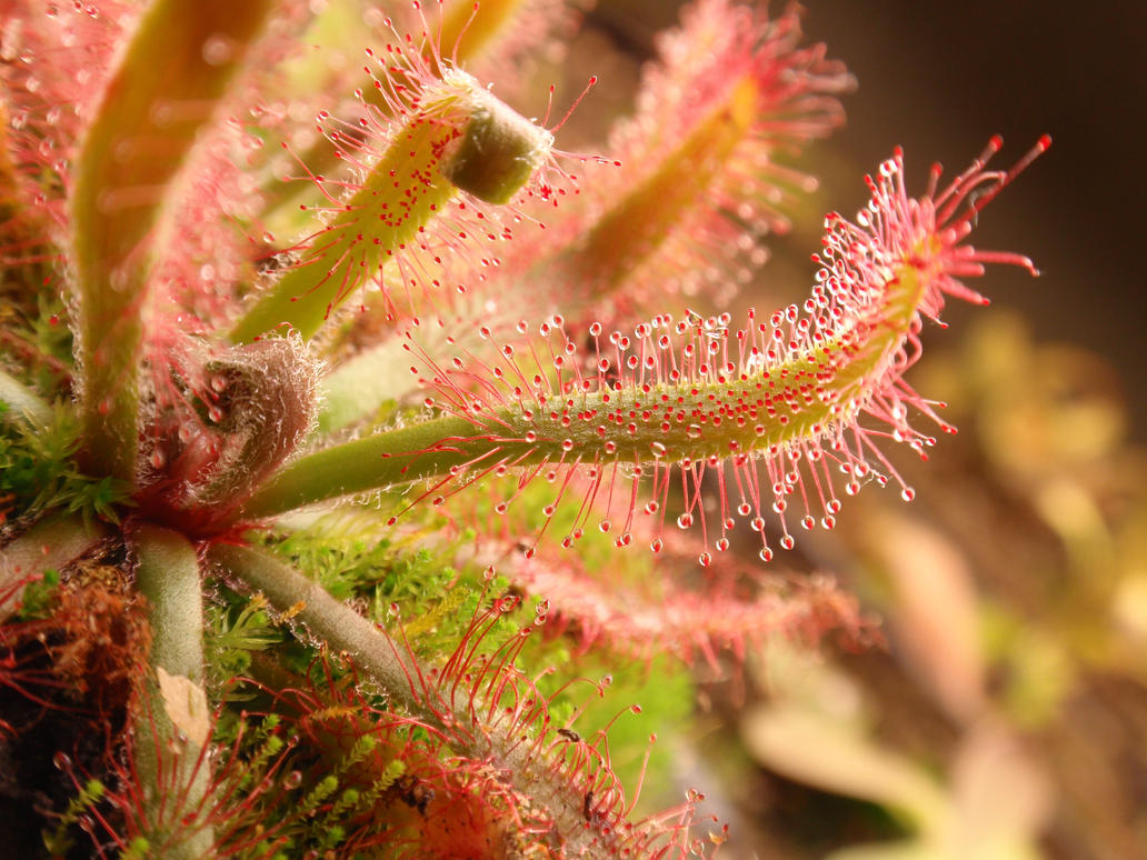 drosera_villosa_by_gemstatecarnivore-d5amu5j.jpg