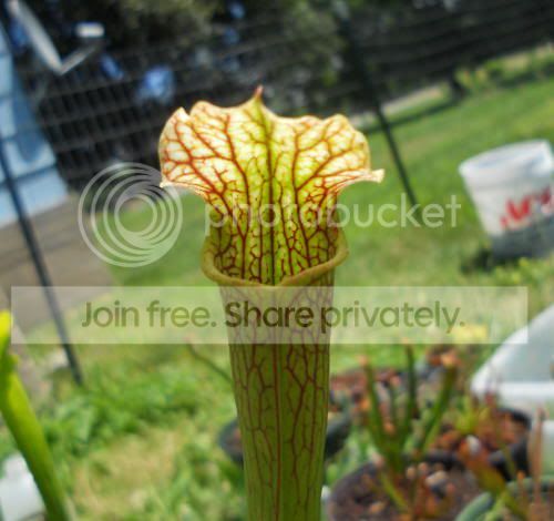 Sleuco-hybrid_7-4-11.jpg
