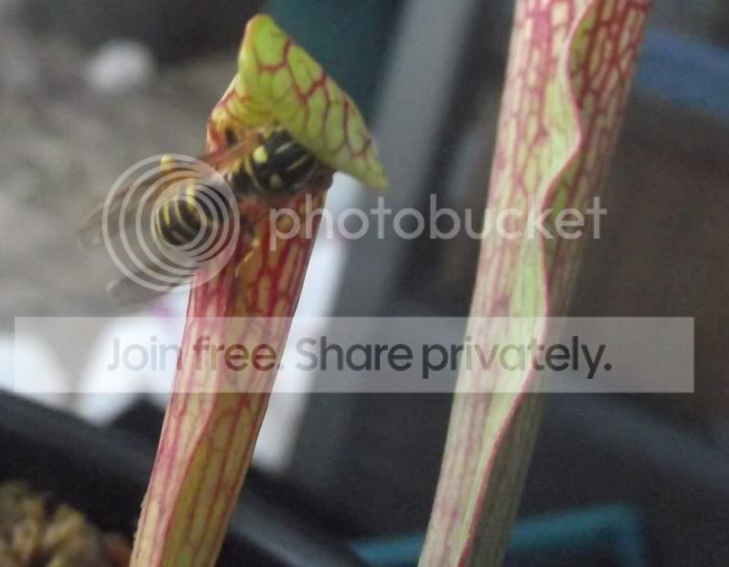DSCF6683.jpg