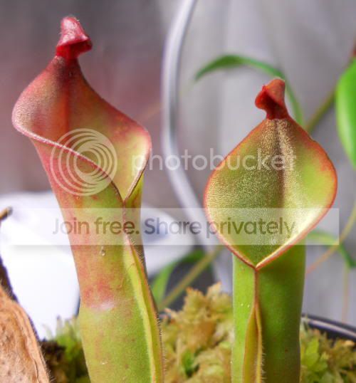 Hnutans-giant_1-9-11.jpg