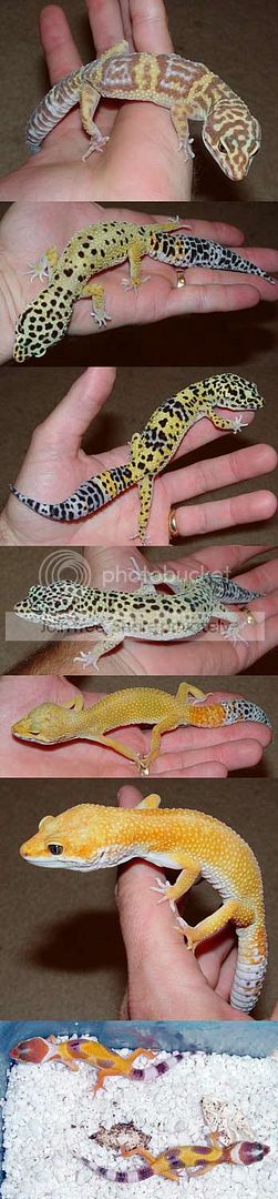 geckos.jpg