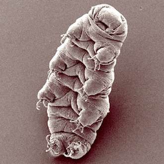 330px-Waterbear.jpg