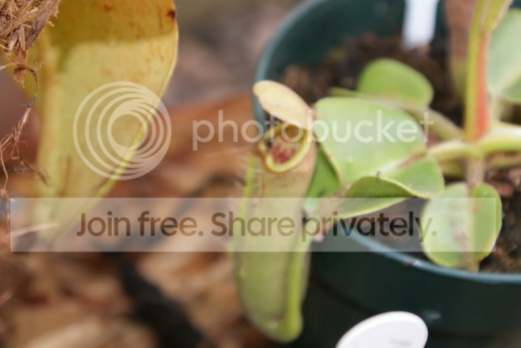 nepenthes013-1.jpg