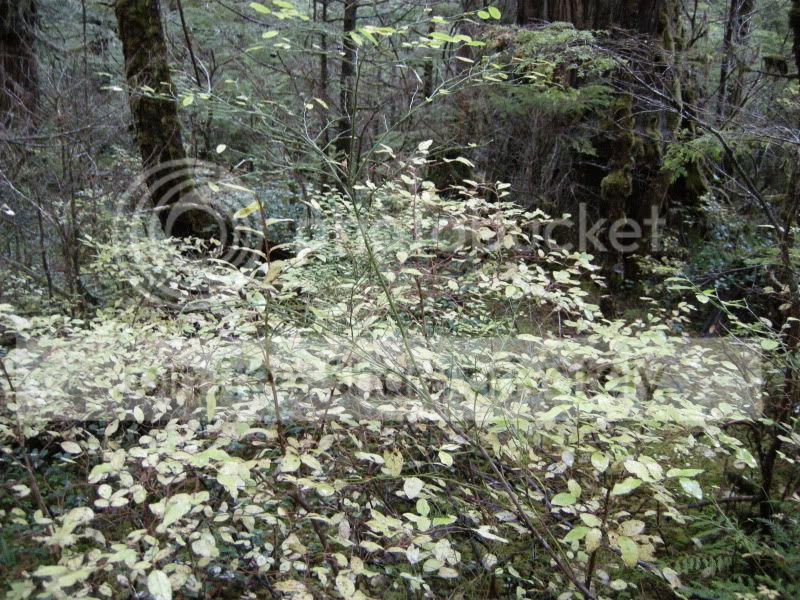 DSCN5517.jpg