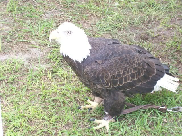 eagle1.jpg
