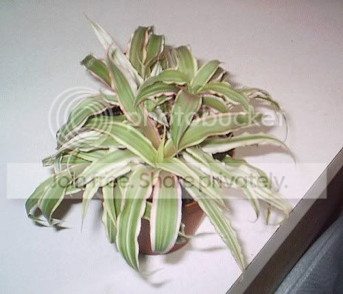 newplantCryptanthus.jpg