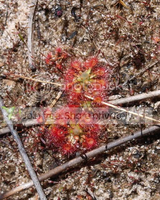 Drosera_nitidula_media2.jpg