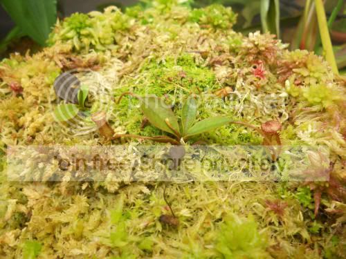 Nargentii_7-15-12.jpg