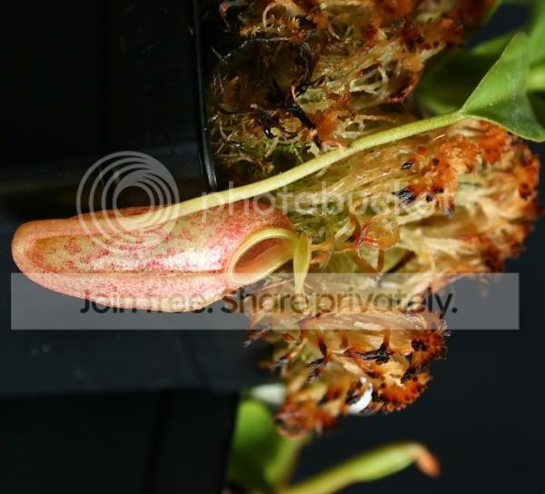 aristoxxventxtalang40076.jpg