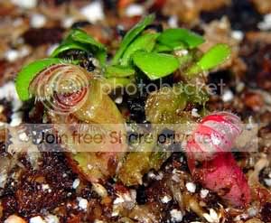 Cephalotus-follicularis.jpg