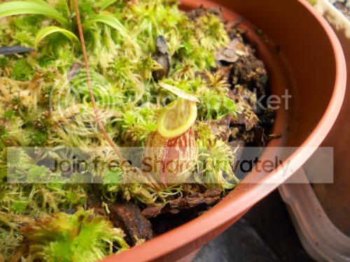 Nglabrata_10-27-11.jpg