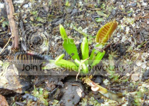 flytrap_2-16-11.jpg