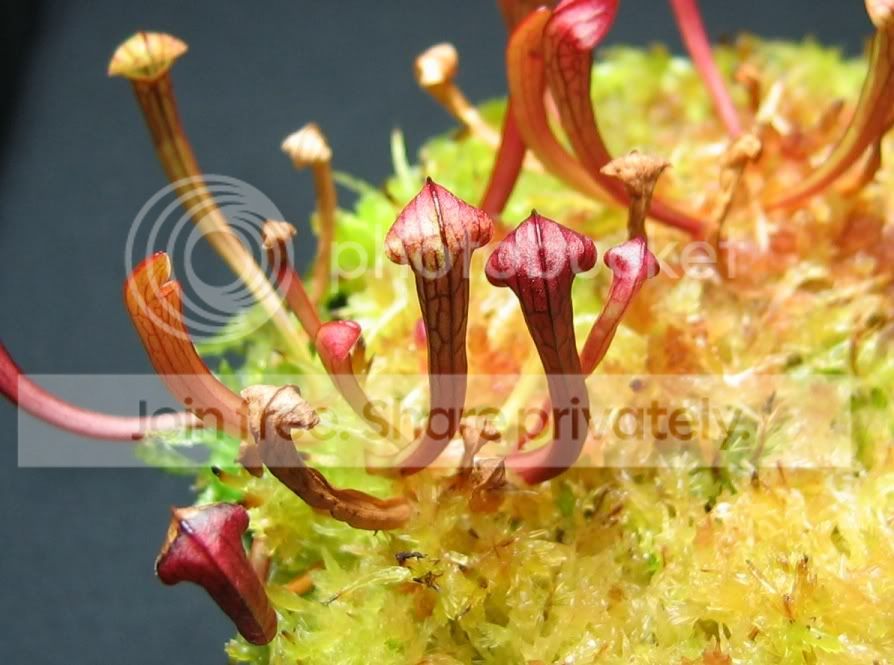 sarrajonesii1.jpg