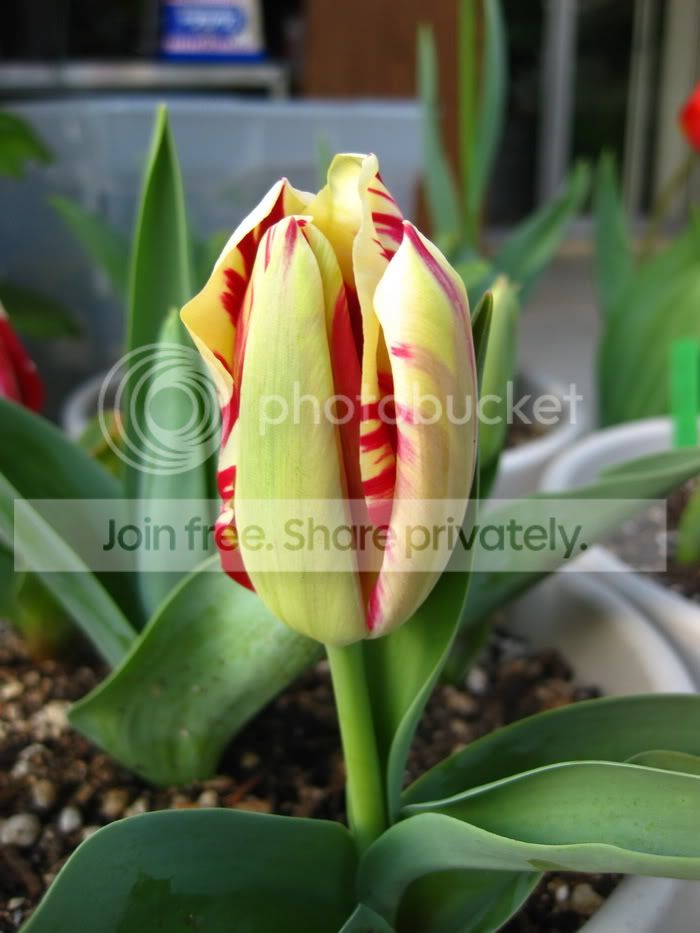 TulipBorderLegend1.jpg