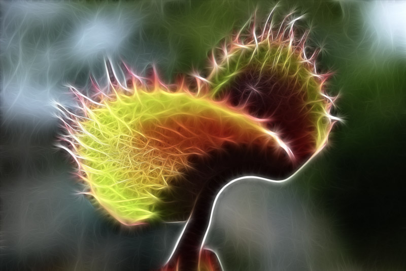 2744600887_f19b99ab67_o.jpg