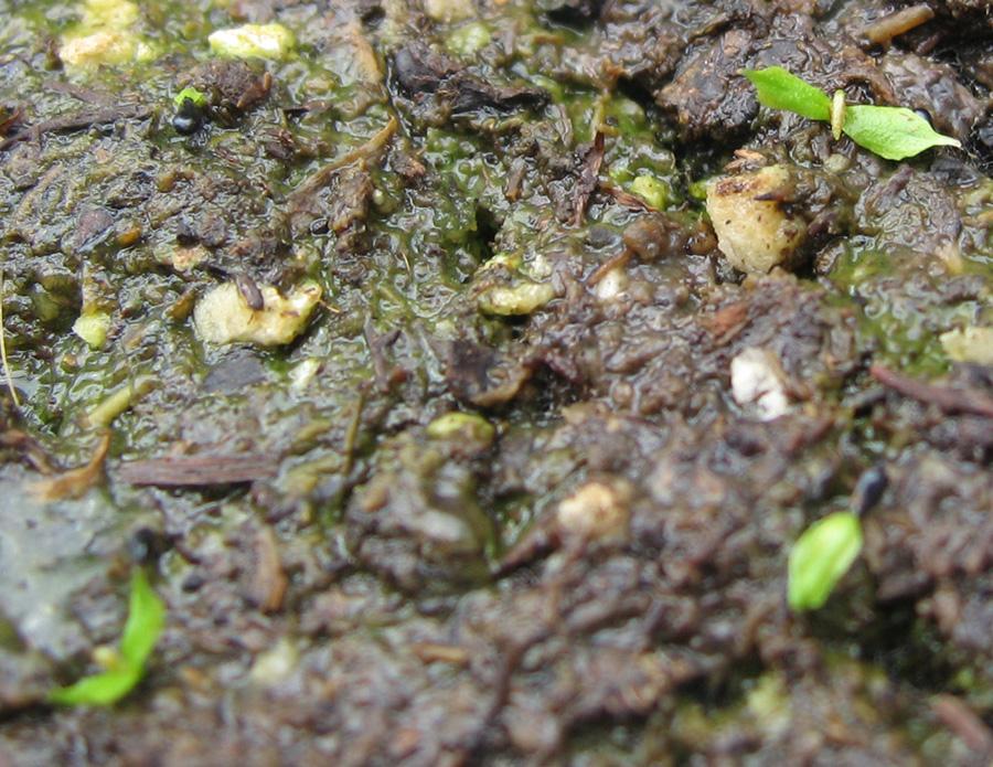 Four_seeds_germinating.jpg