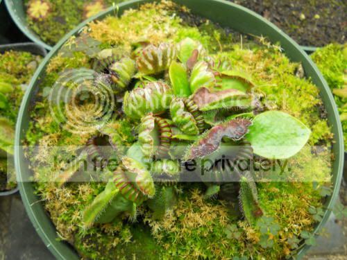 cephalotus_2-9-12.jpg