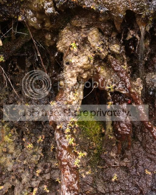 Drosera_puchella_media1.jpg