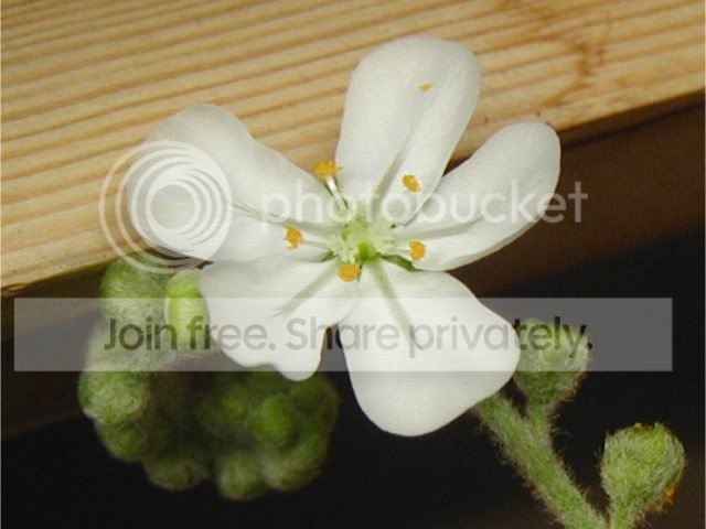 lanata_x_broomensis_flower_640x480.jpg