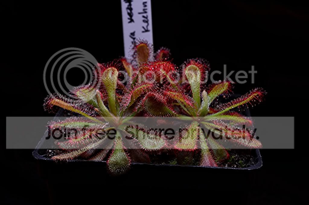 randomplantpics002.jpg