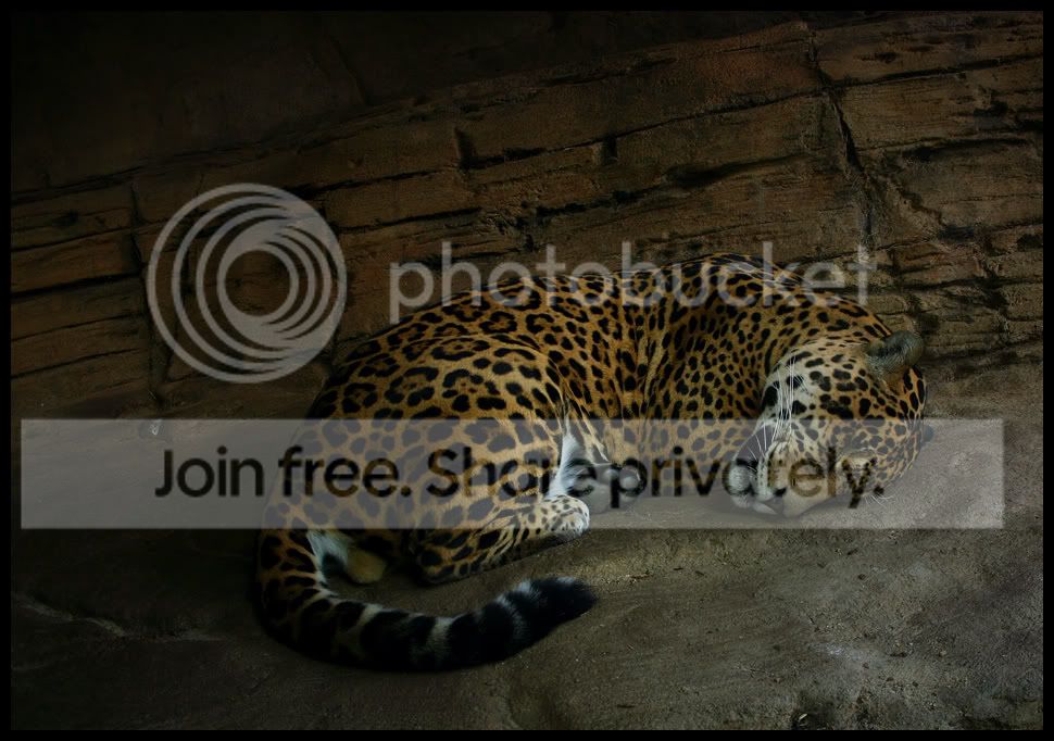 JaguarSleepy_8576.jpg