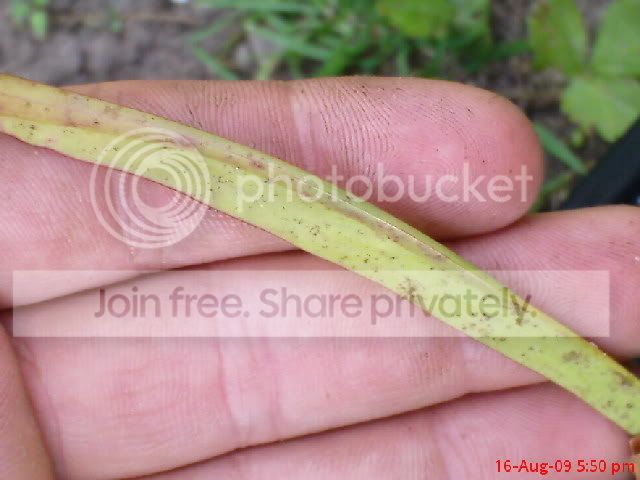 sarracenia027.jpg