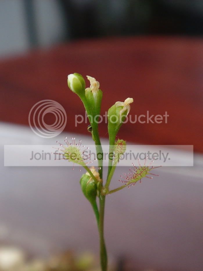 vegetativeproximis290106.jpg