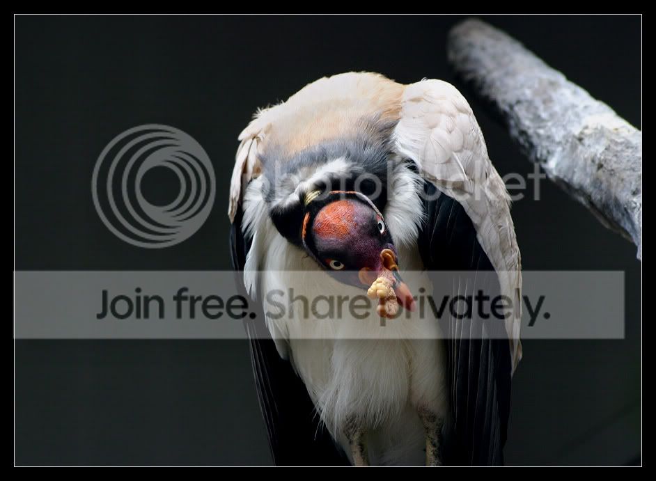 KingVultureBody.jpg