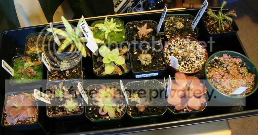 tray1.jpg