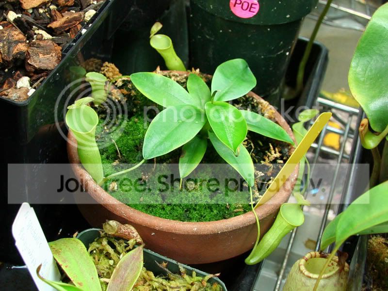 Ncampanulata2.jpg