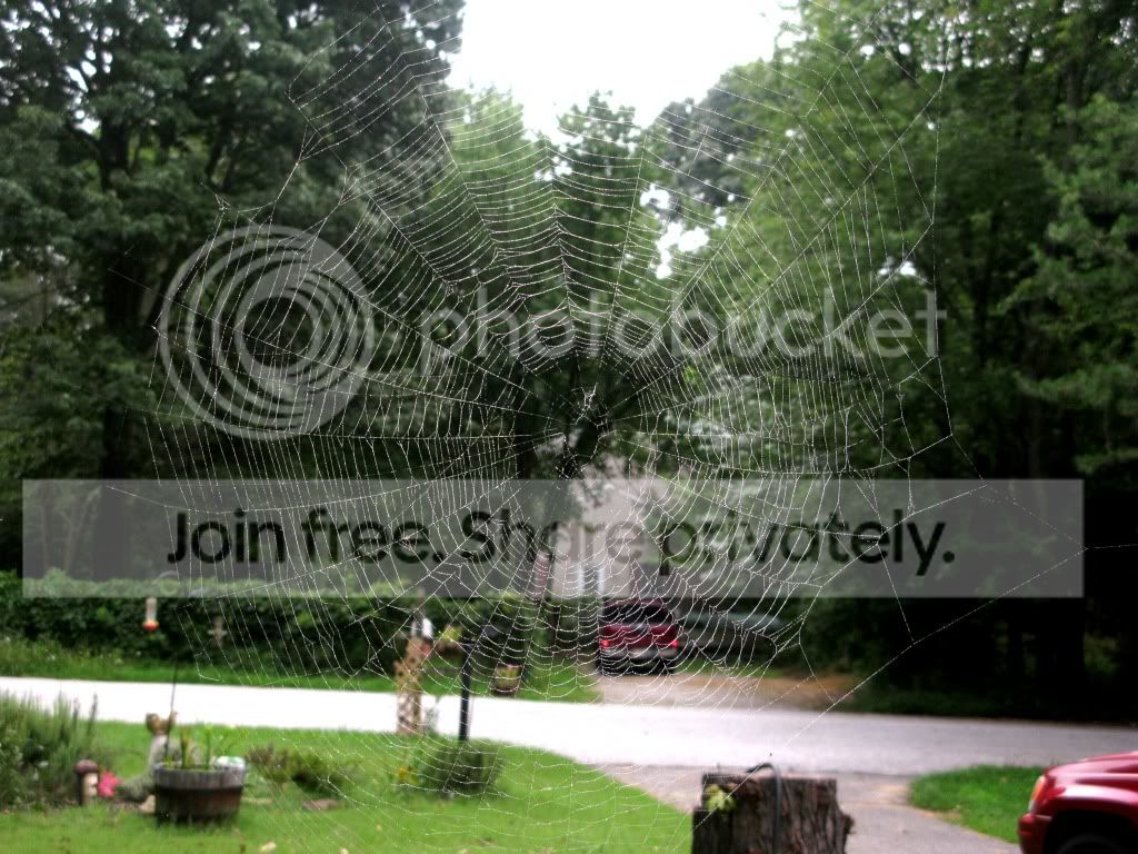 orbweb.jpg