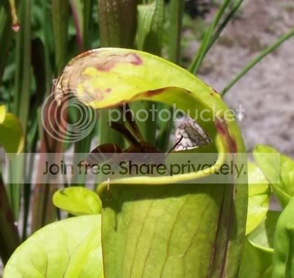 S_alata_wasp_dinner_closeup_4_07.jpg