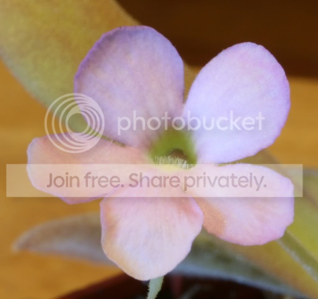 PINGFLOWER.jpg