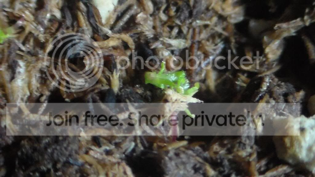SAM_2527_zpscd7dba8b.jpg