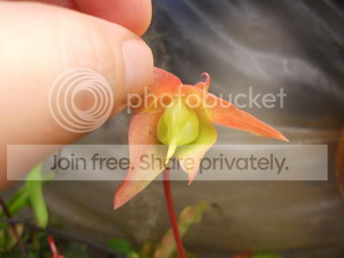 heli-seedpod_2-9-12.jpg